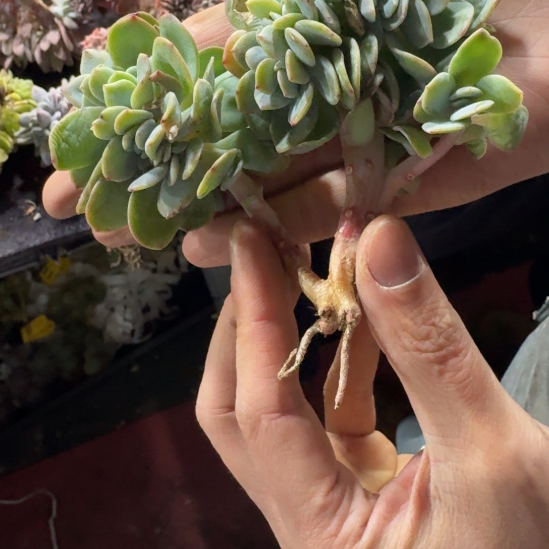 白凤缀化一物一拍