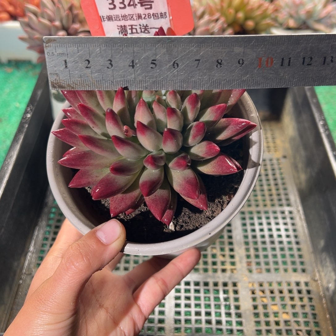 表妹精品多肉植物334.