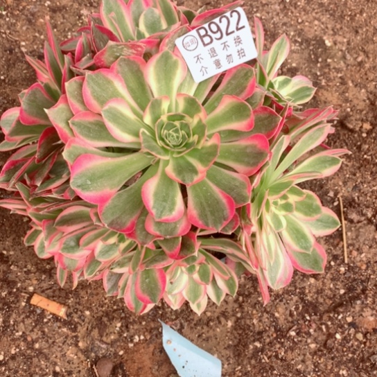 多肉植物妖月922