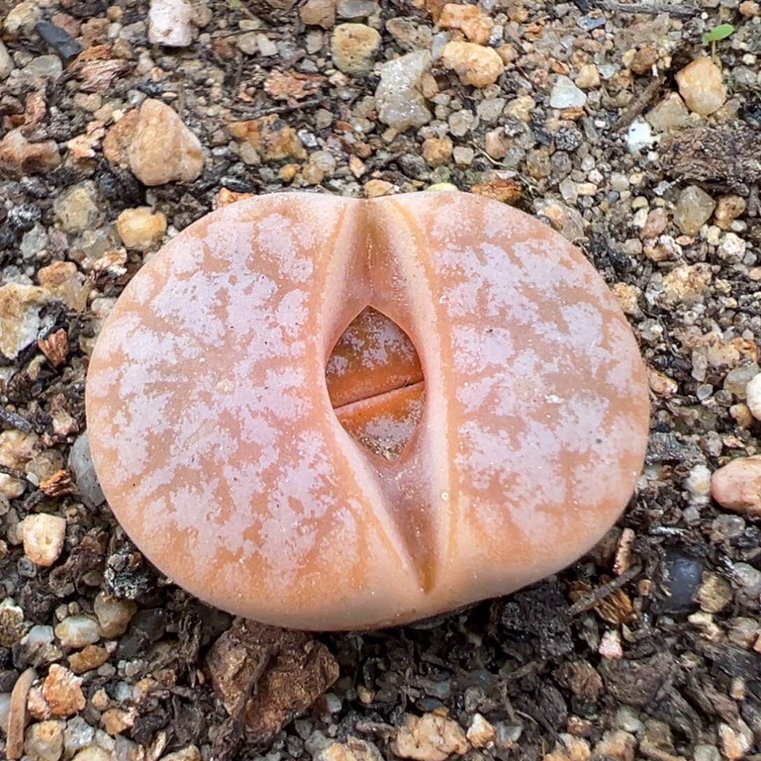 2.9好看的多肉152