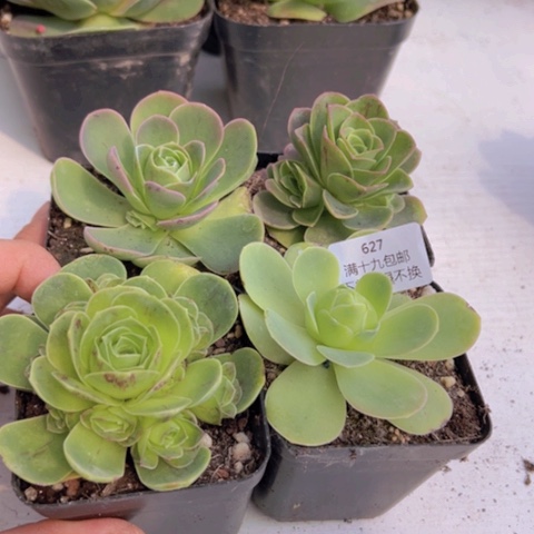 627山地玫瑰基地福利