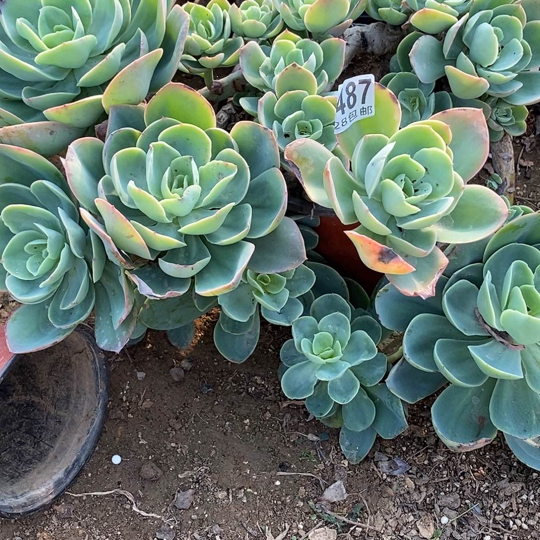 朵***朵487 一物一拍不包断枝包邮