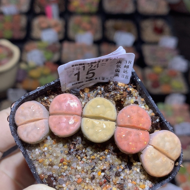 精品生石花124.15