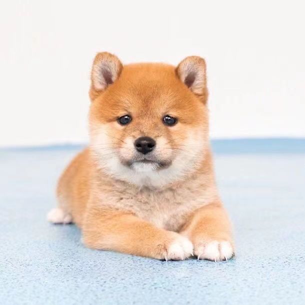 柴犬幼犬活物看家豆柴活体狗黄色宠物犬狗狗狗崽家养小中型犬精品
