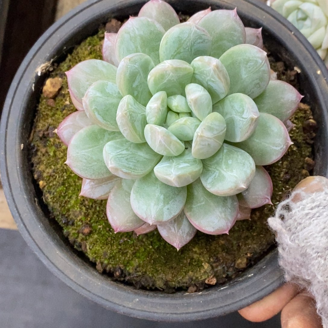 精品多肉一物一拍不包整235