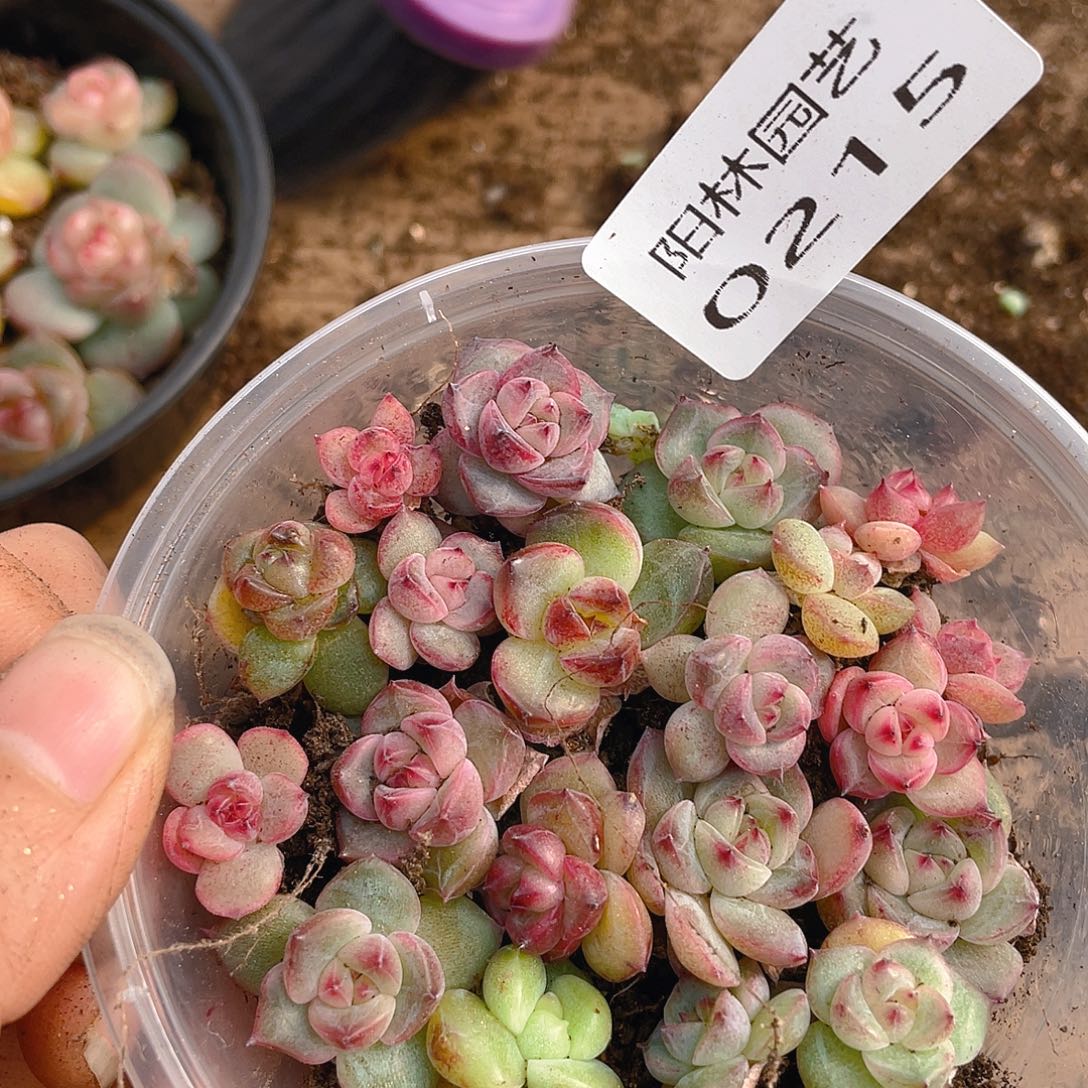 用***9多肉植物多肉植物215