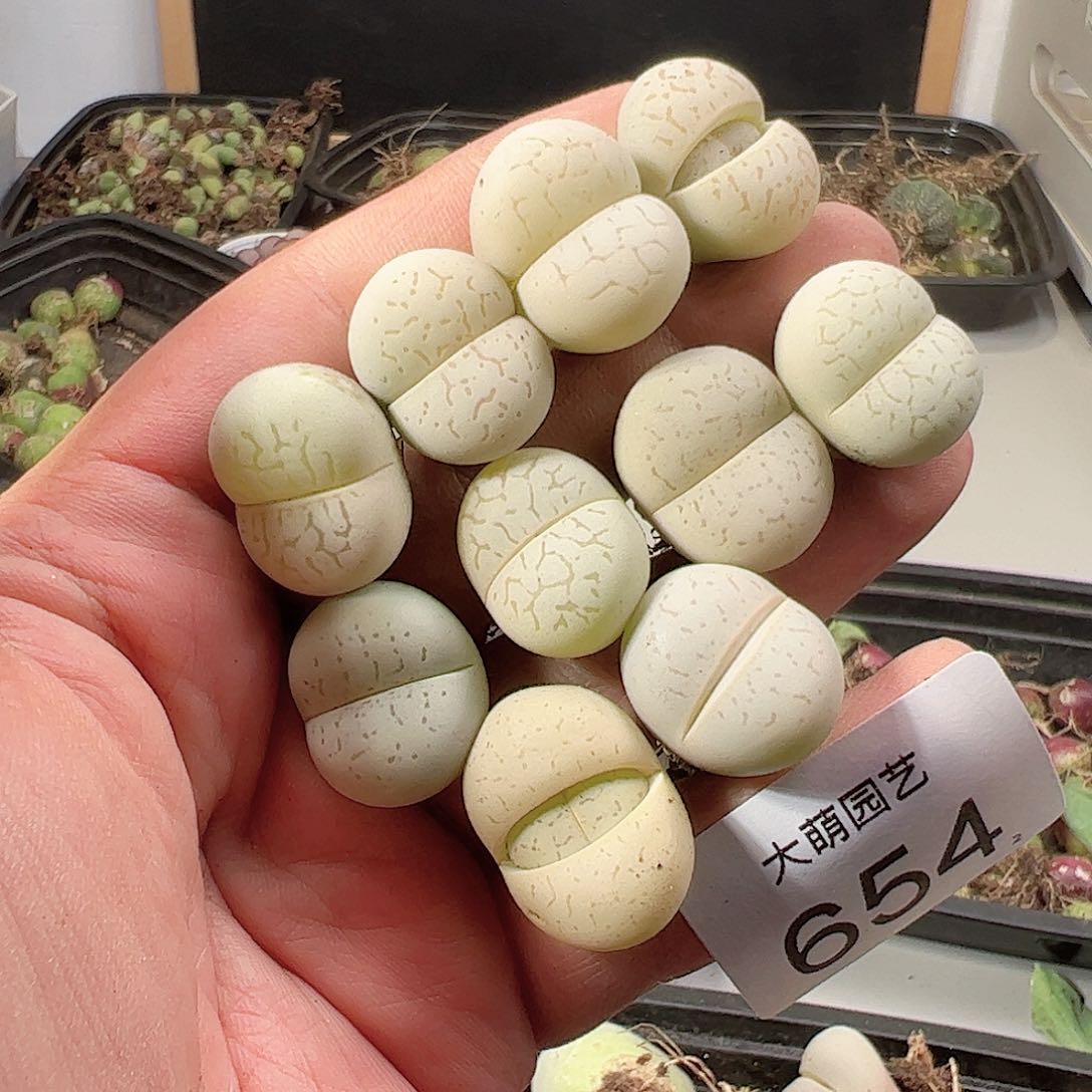 0000654 一物一拍……