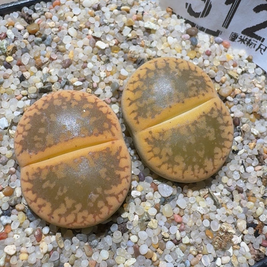 Zzzz精品生石花512