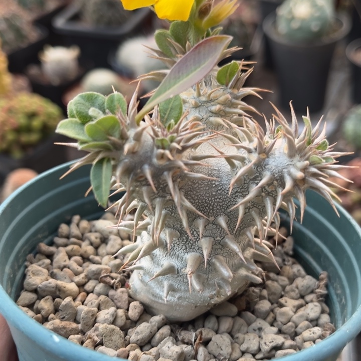 大黑一物一拍有疤