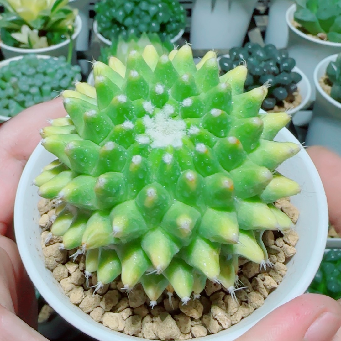 菠萝球多肉植物盆栽