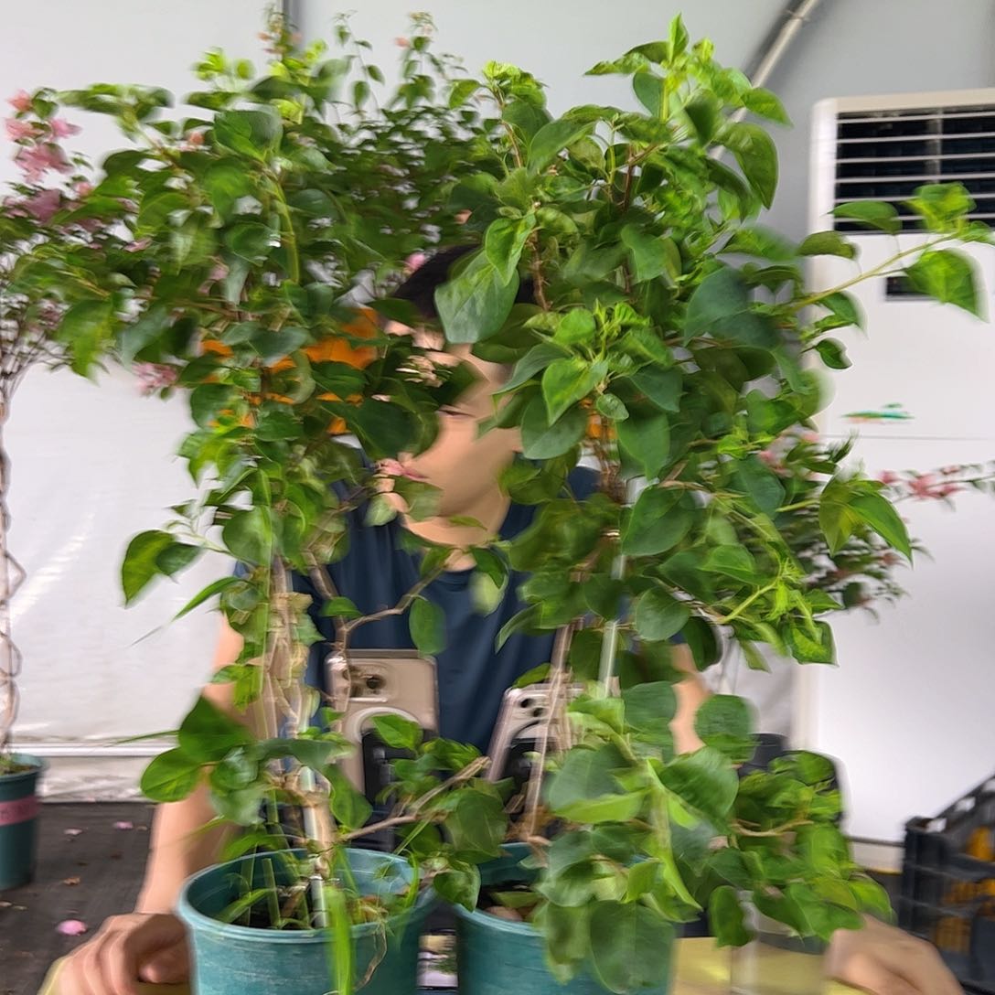 暗斑五宝带竹一颗