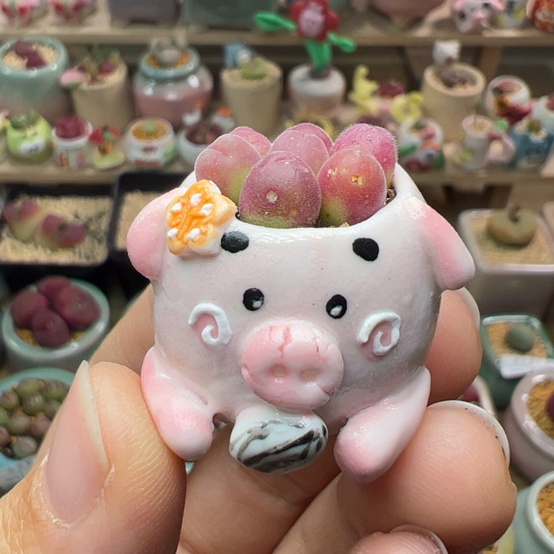 多肉植物162号拇指盆