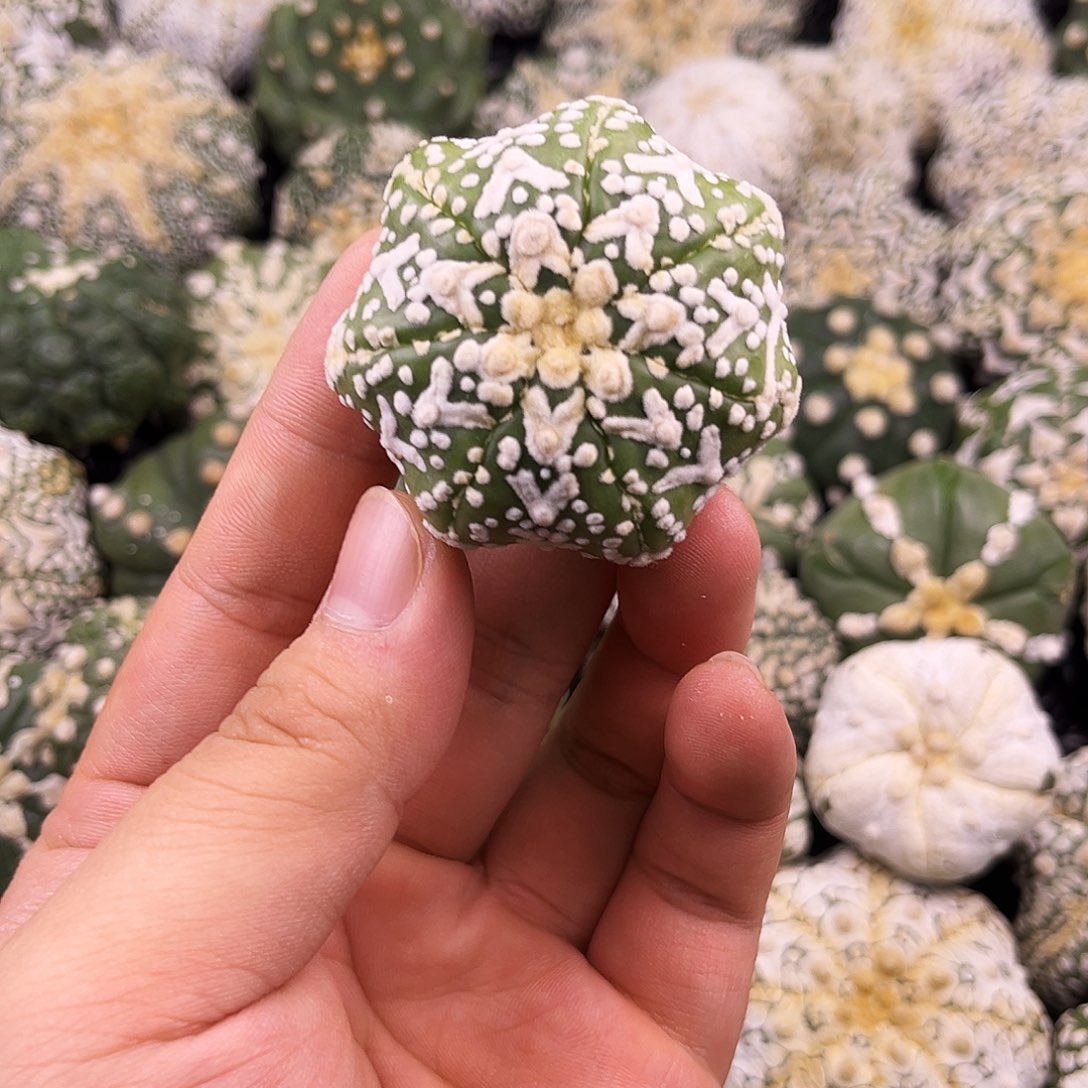 哈哈哈哈哈哈ｖ兜兜兜