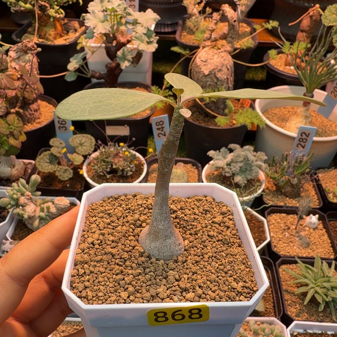 美尻厚墩菊868 仙人掌