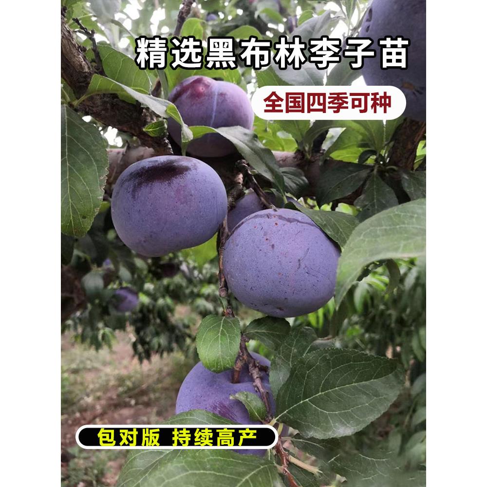 黑布林李子树苗南北方地栽特大果苗盆栽嫁接甜脆脱骨果树当年结果