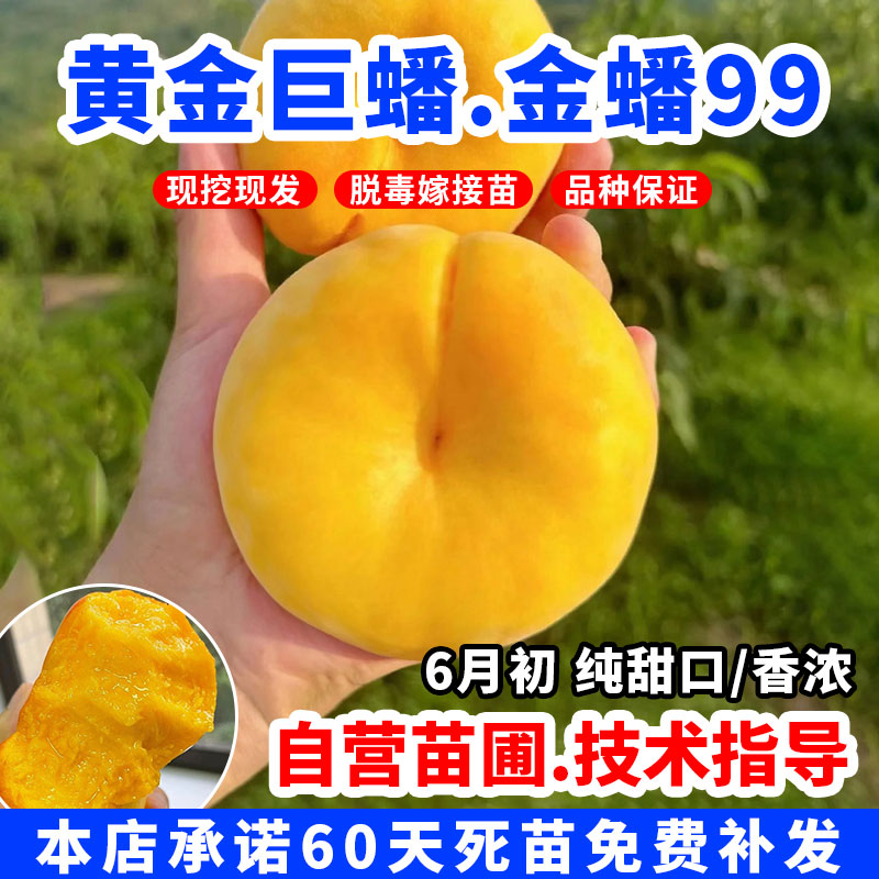 新品种巨型毛蟠金蟠99号桃树苗早熟黄肉金毛蟠桃苗嫁接南北方种植