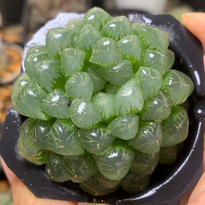 姬玉露带盆土发货