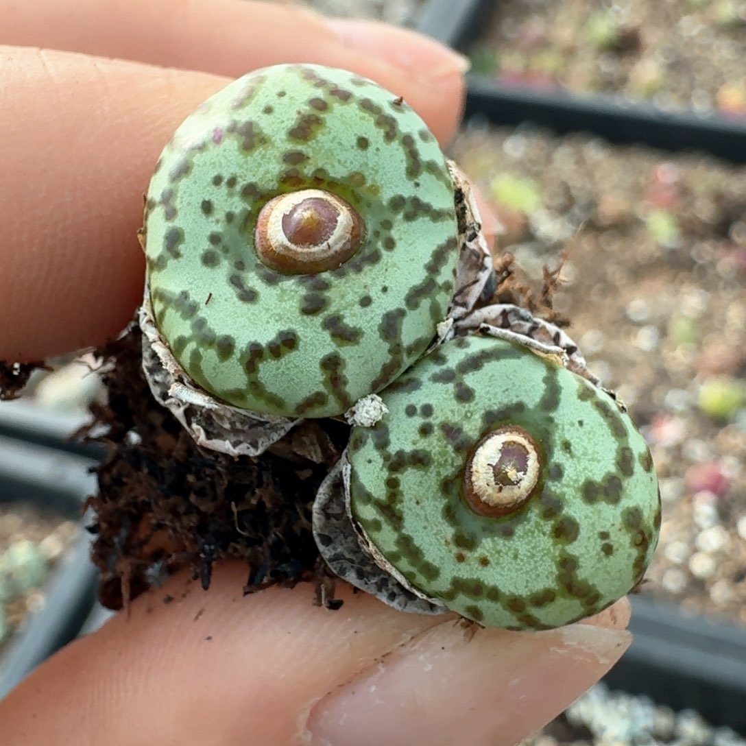 89安贞一颗一颗一颗一颗一颗