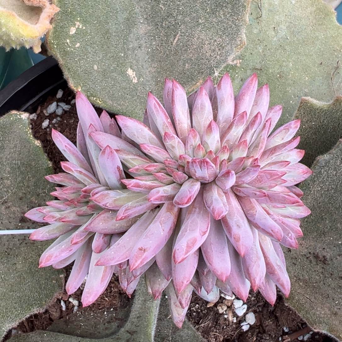 虞美人羽毛体缀化，可带嫁木发货