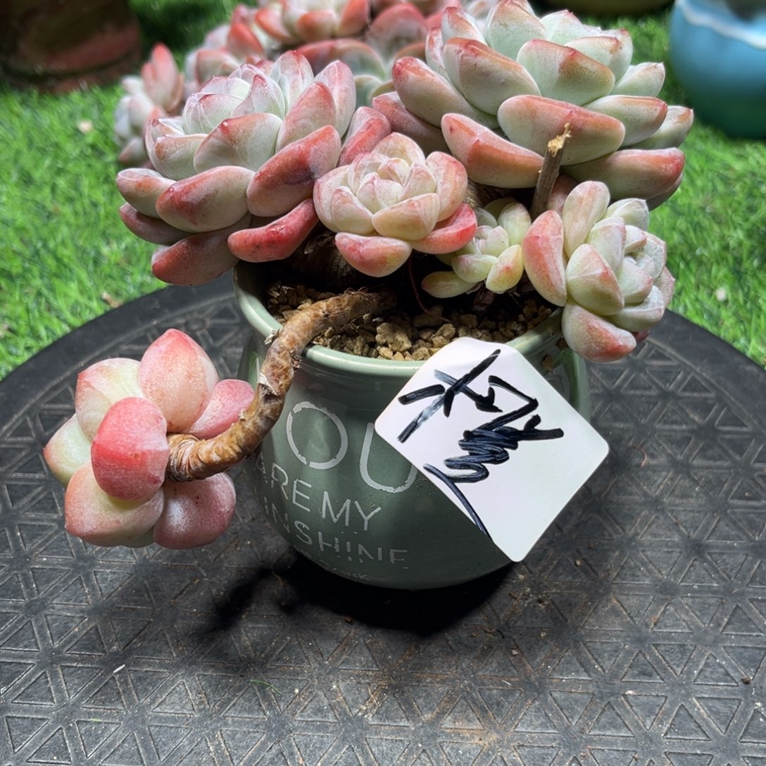 橙专拍冰玉悬崖老桩