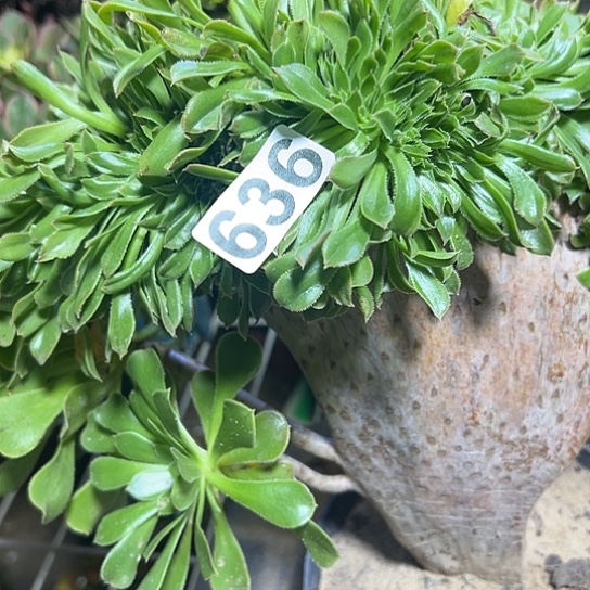 舍***得多肉植物一个原始绿636