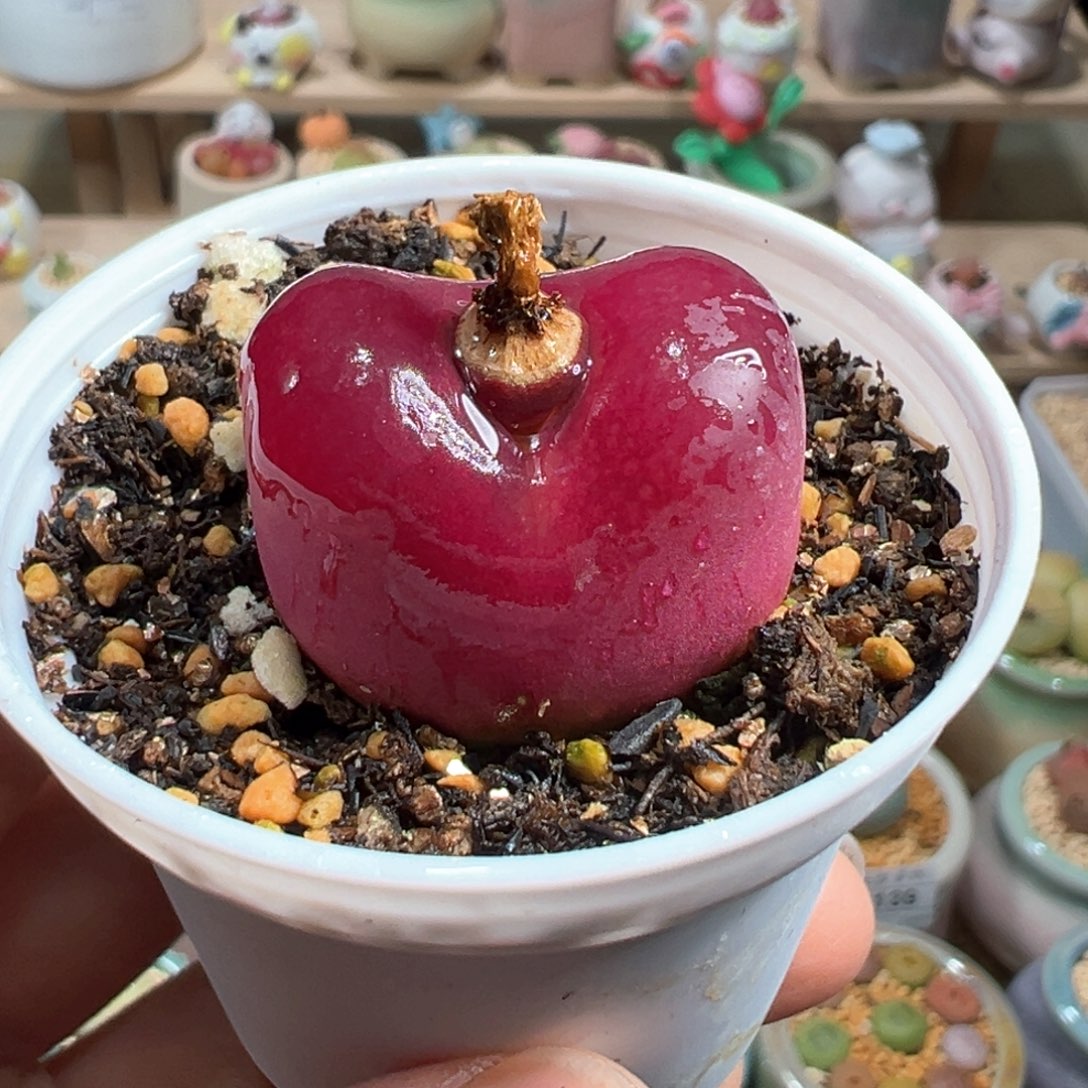 多肉植物219号紫红