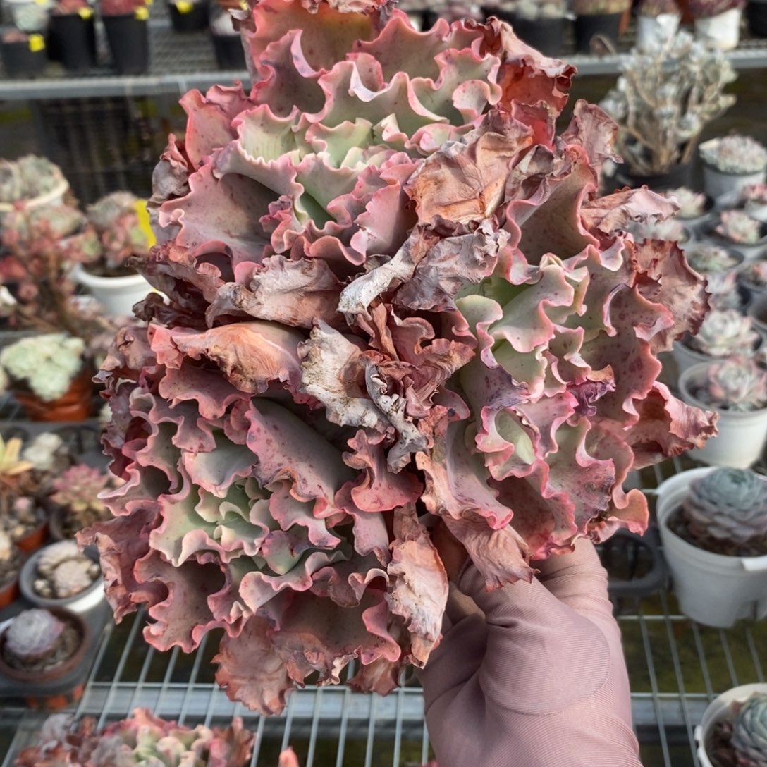 4539高沙之翁一物一拍