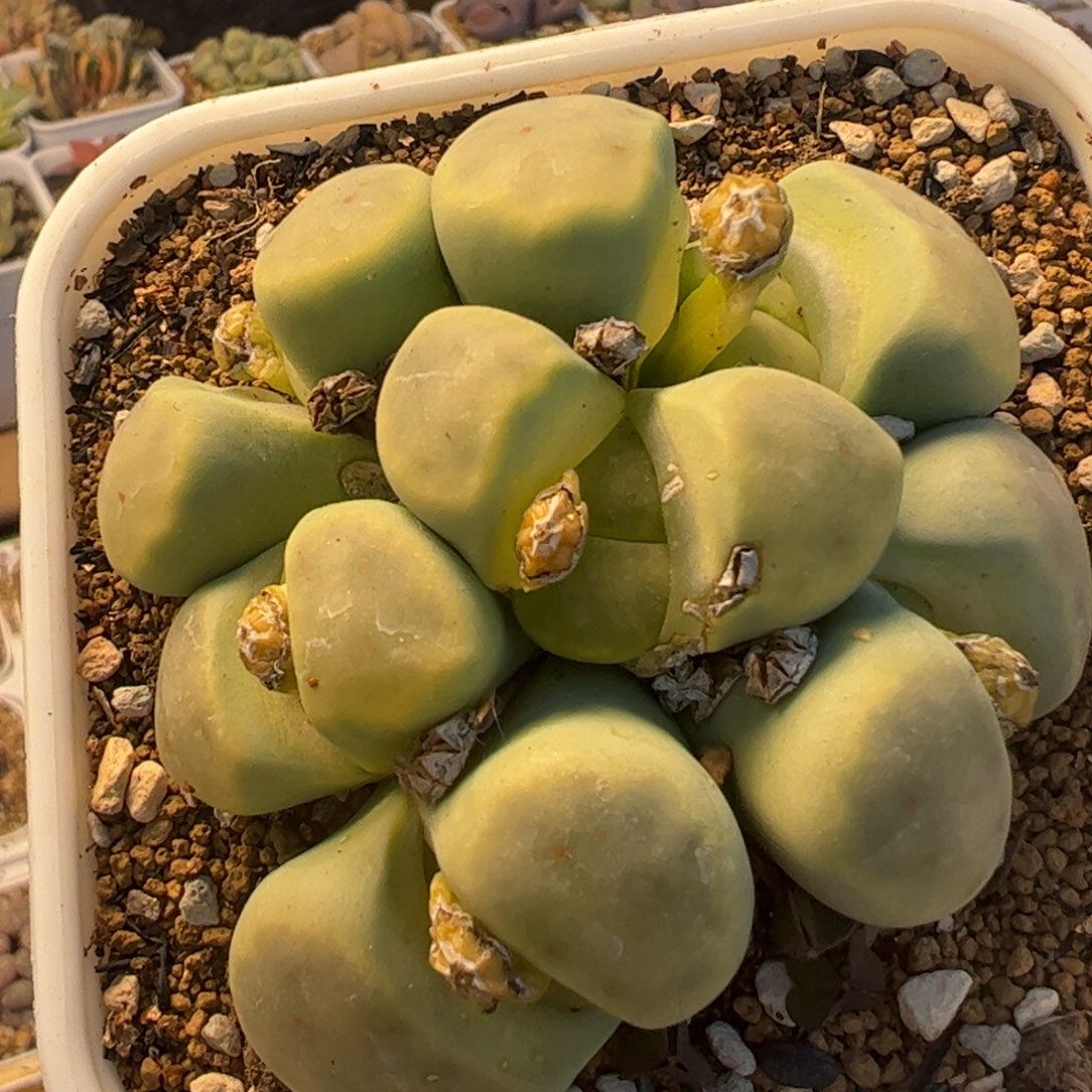 绿神迪母本多肉植物百科