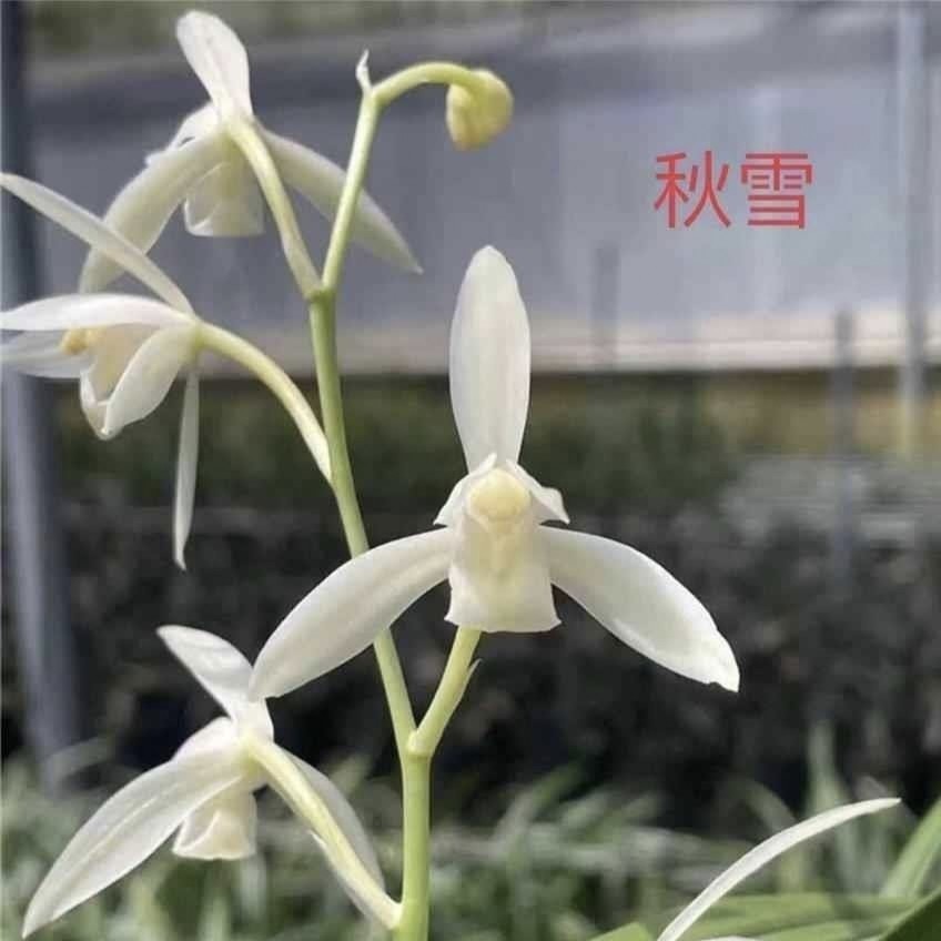 建兰【秋雪】浓香花卉盆栽室内绿植四季好养办公室