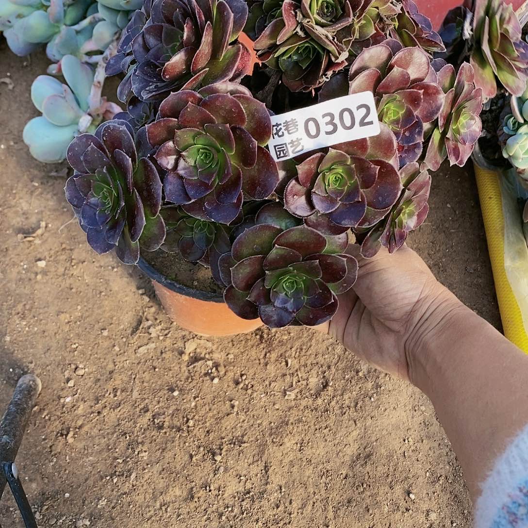 302 号20包邮不包断枝