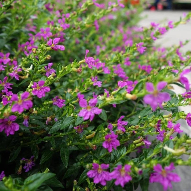 丛生满天星大平方多年生花卉四季开花耐寒耐旱阳台盆栽易成活