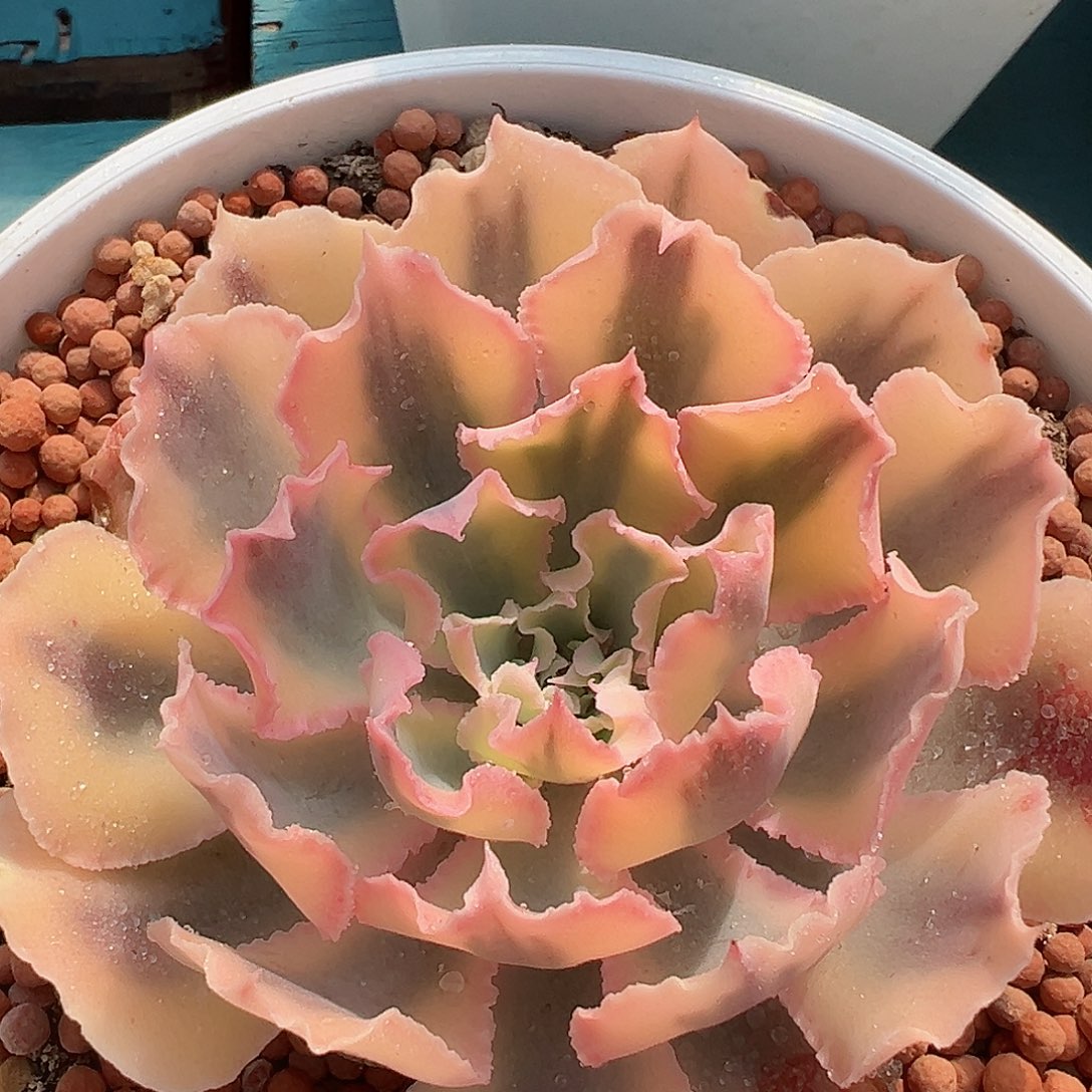 弗洛伦萨锦，多肉植物