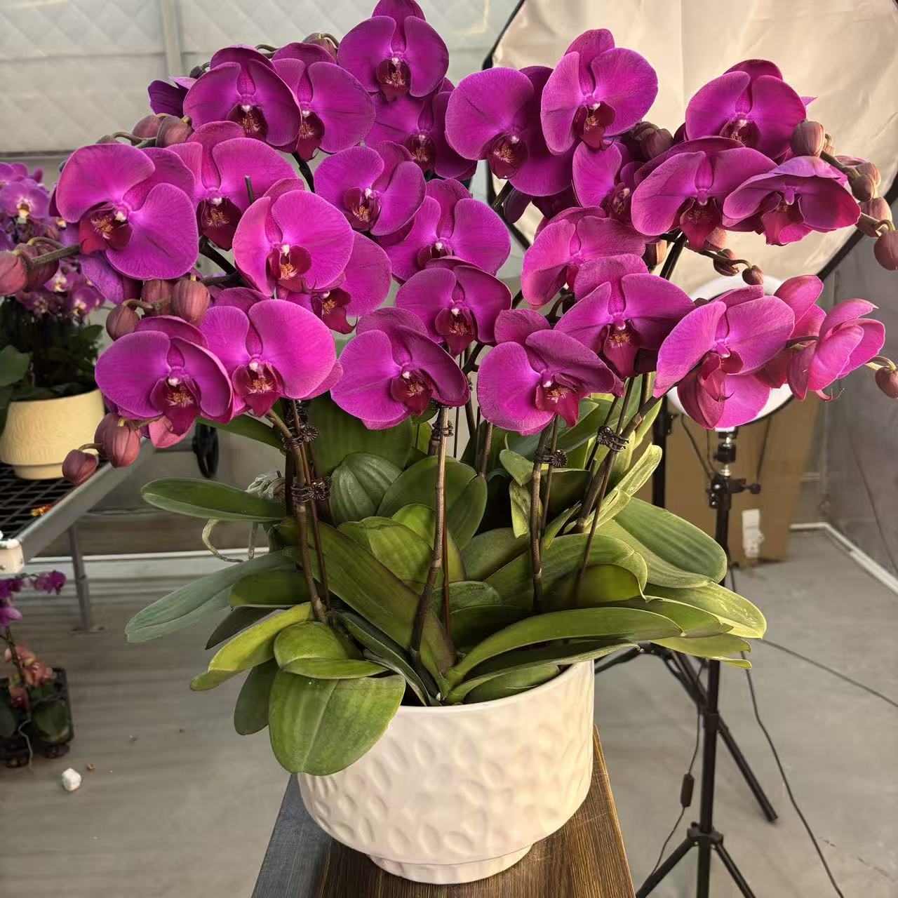 蝴蝶兰【红辣椒】盆栽花卉观花植物室内四季开花优质耐旱陶瓷盆