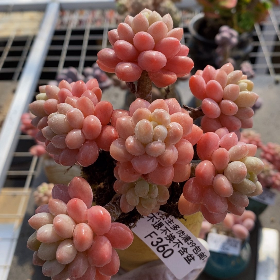 鱼子酱360/10cm多肉