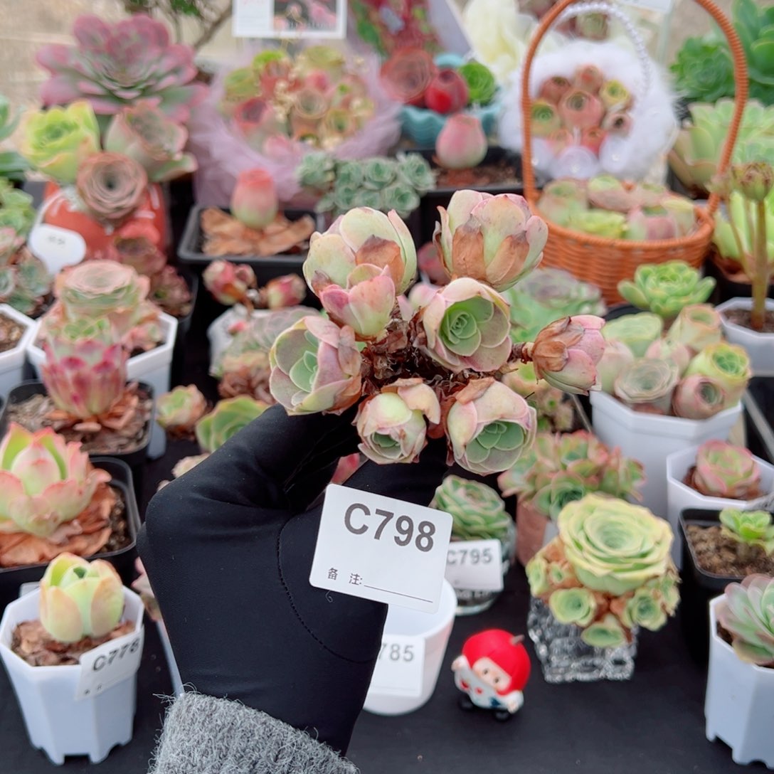 周***一798地中海花园枝群福利。    一物一拍