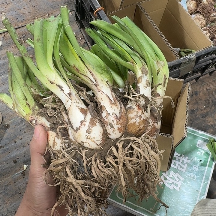 漂亮女孩群开豪华坨坨