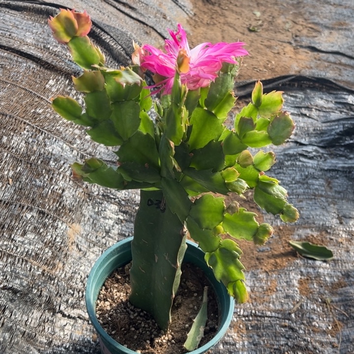 小***限18号038粉色0000000000