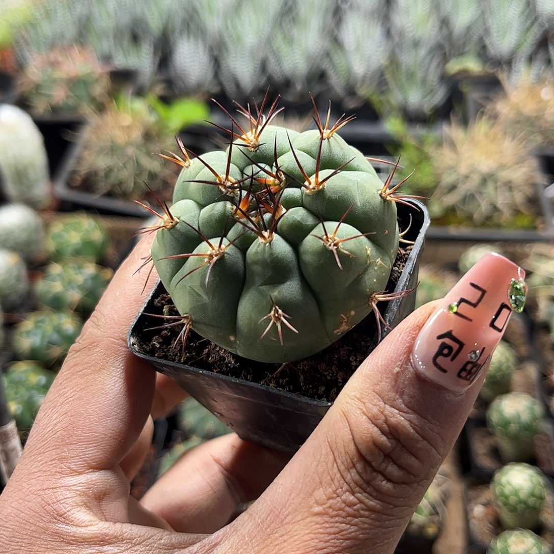 天紫玉单头发货单头