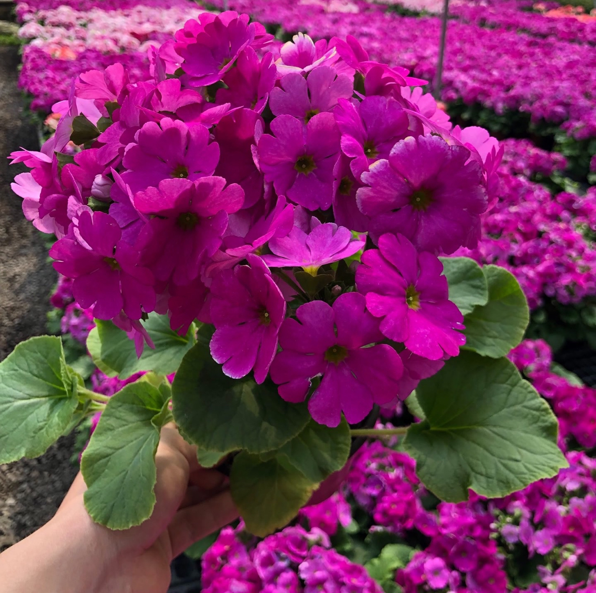 四季樱花 玫红色