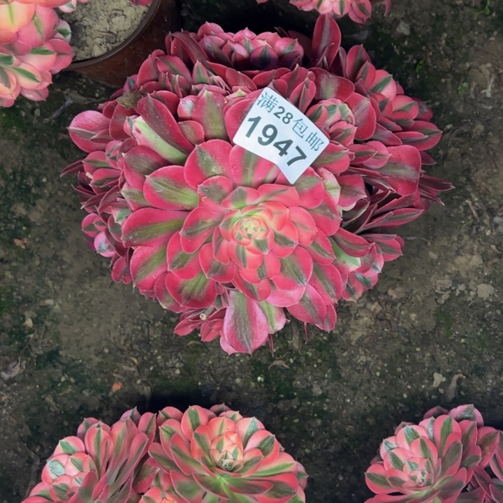 1947女巫多肉植物