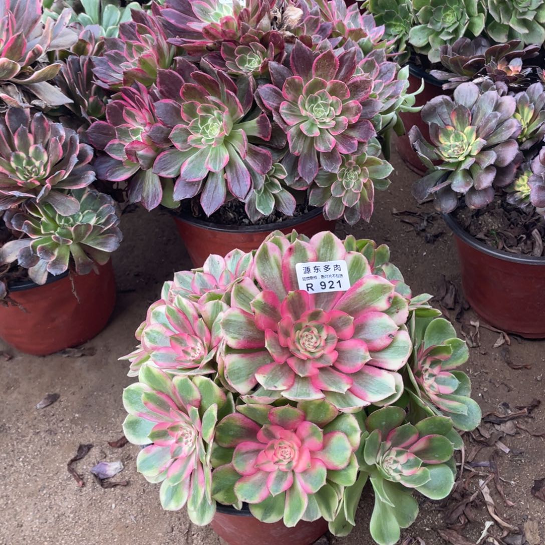 921荔枝多肉法师断枝不包