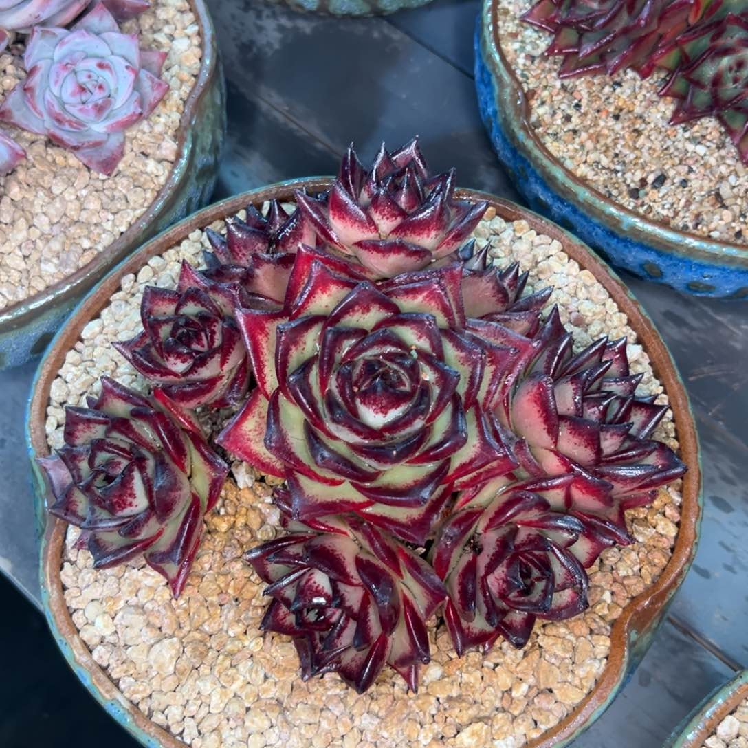 多肉一物一拍0216-666