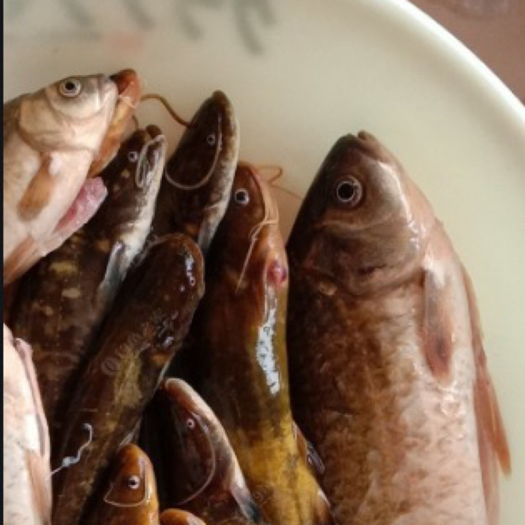 淡水野生杂鱼大湖特产味道鲜美直播间(一物一拍)