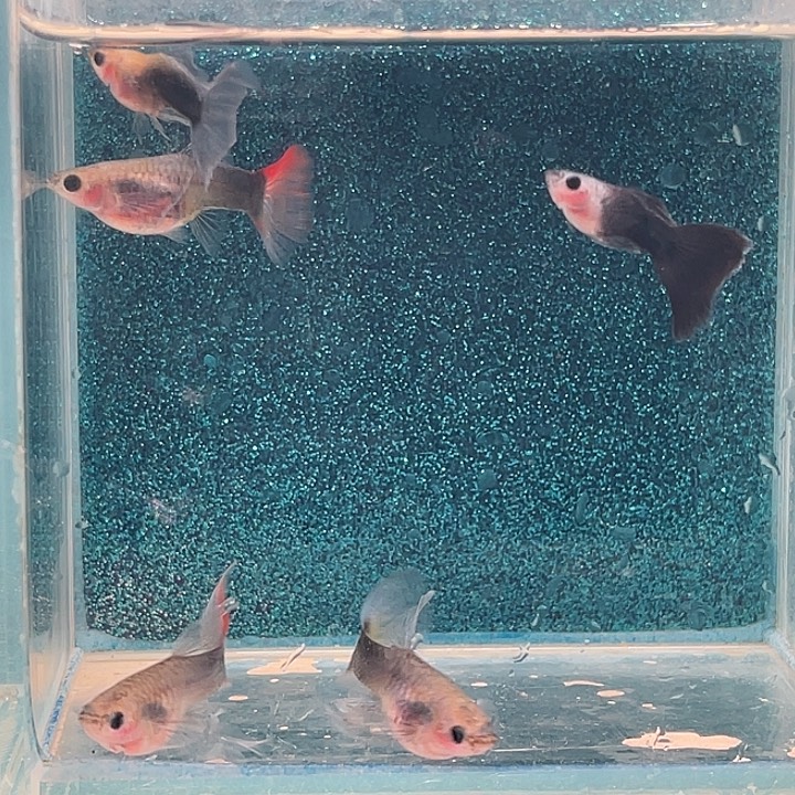 孔雀鱼黄肉玻璃猫
