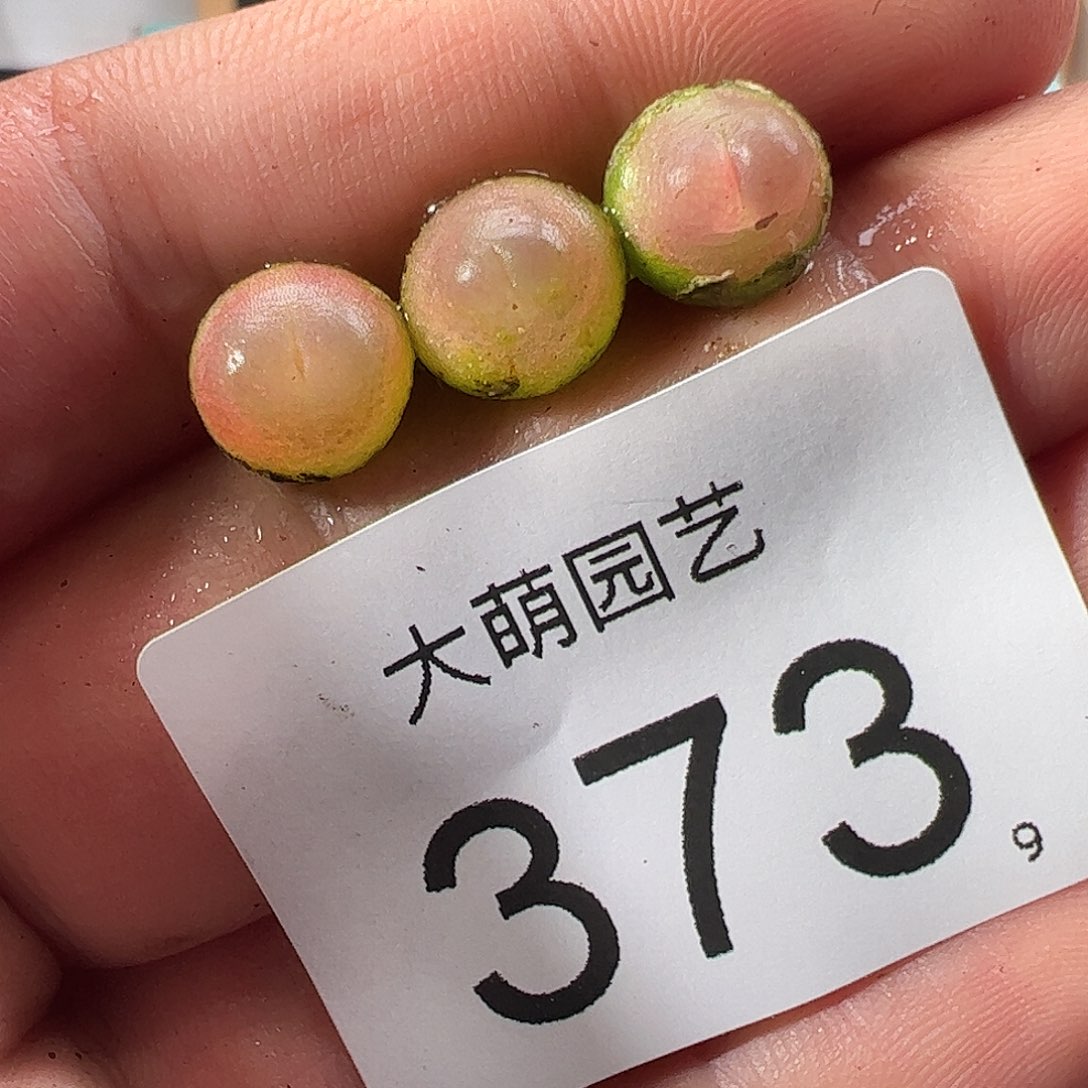 0000373 一物一拍……