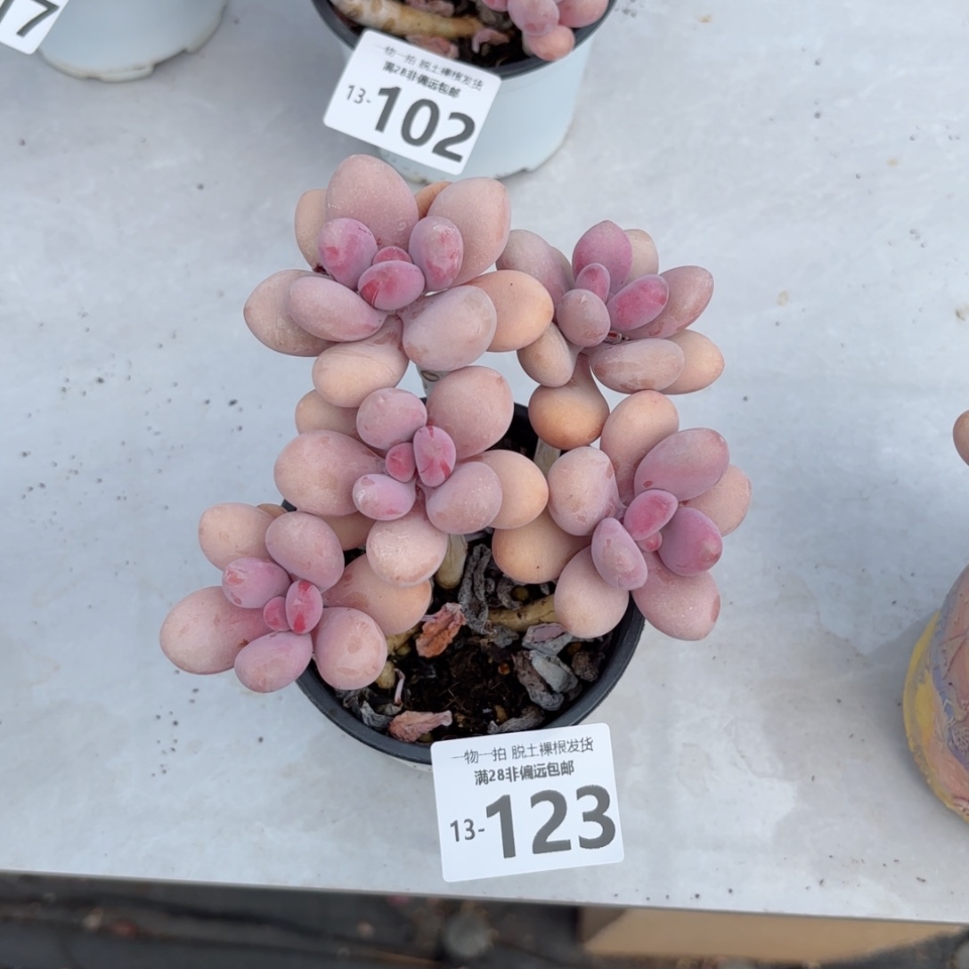 糖果桃蛋老桩多肉多肉