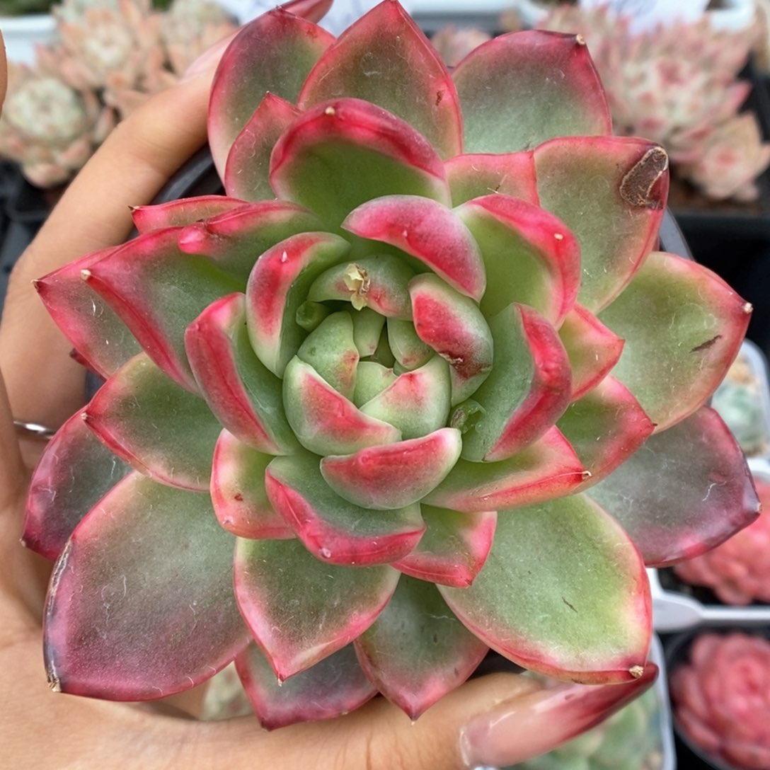 水晶珍妮锦可拍。    
