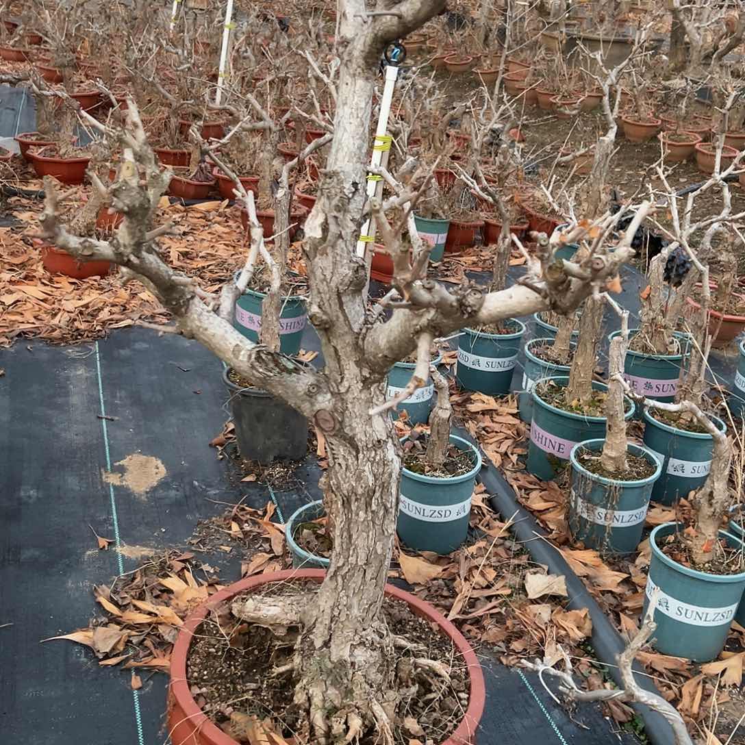 君***息无花朵银杏盆景带盆