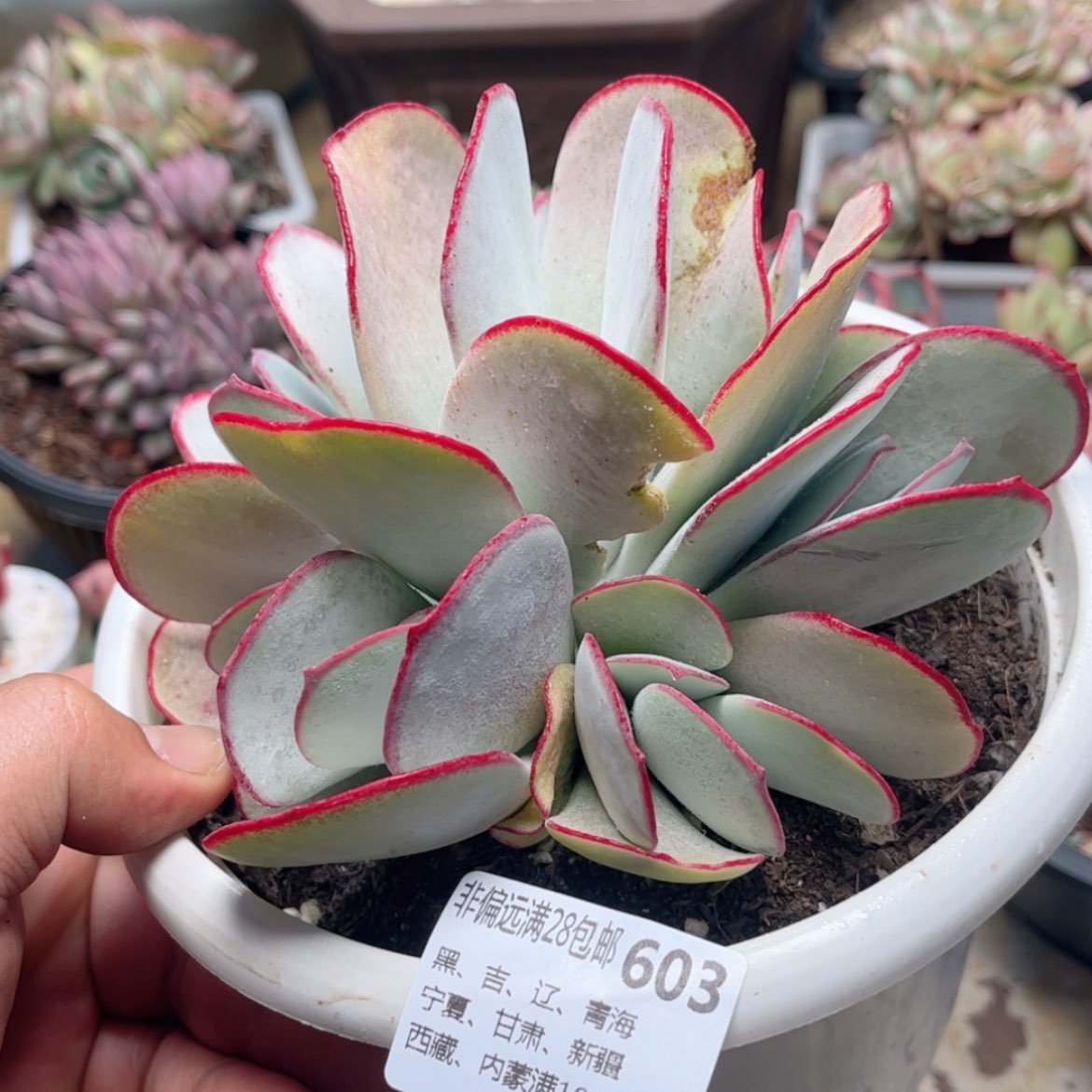 【闪购商品】603白眉