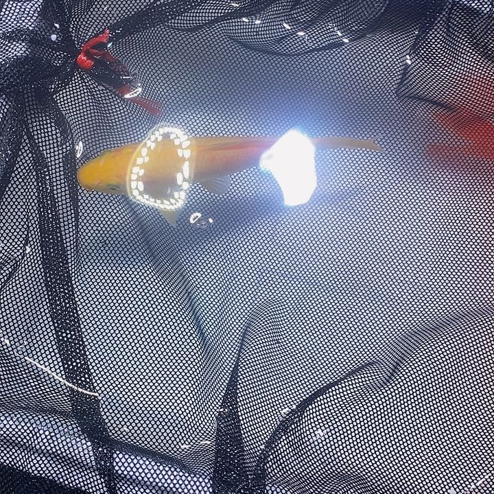 锦鲤锦鲤活鱼开箱包活